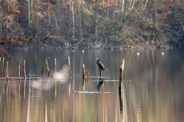 Great Black Cormorant resting on a snag tree