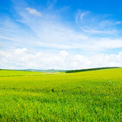 Green wheat field and blue cloudy sky.