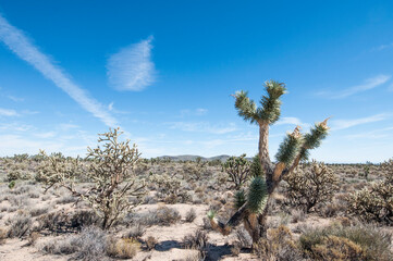 Mojave Road