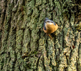 Kleiber, bird on a tree in winter Sitta europaea, European Nuthatch