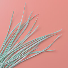 minimalist board of light blue-green feathers on coral pink background. cozy composition with space for text