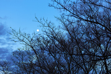 The views sky night with tree branch silhouette and full moon
