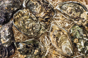 Fresh oysters gold decoration Gourmet seafood