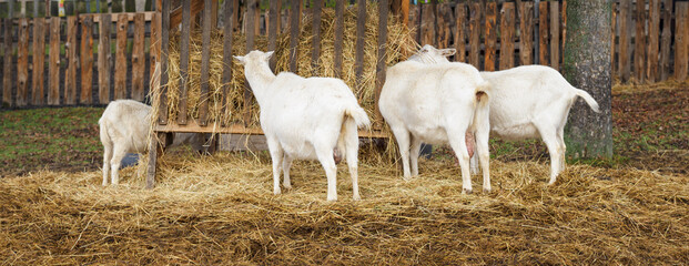 White goats outdoors eating hay from a feeder. © lapis2380