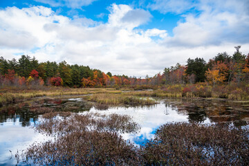 Marshland surrounded by a forest of coniferous and deciduous trees on a clear autumn day. Lakes region, NH, USA.