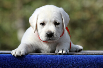 lovely sweet nice yellow labrador puppy on the blue