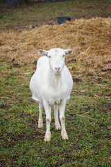 Obraz na płótnie Canvas White goat outdoors on in the paddock.