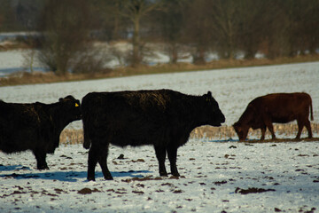 Fototapeta premium Rind 15