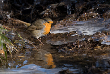 Watchful Robin bird (Rotkehlchen) searching for worms at a river, with reflection in water