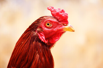 portrait of a rooster