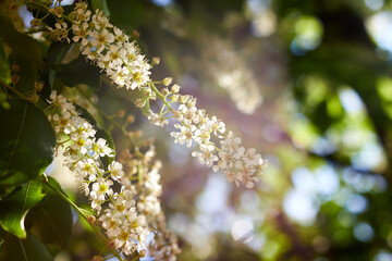 Branch of blooming bird cherry. Bird-cherry tree in spring.