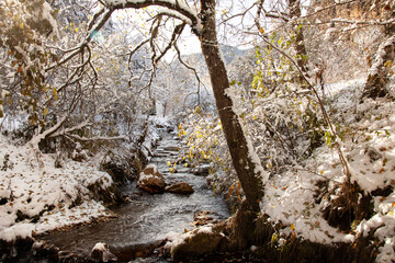 Río y árbol en la nieve