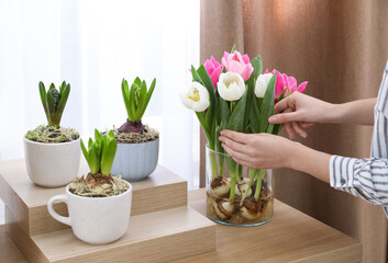 Woman checking beautiful tulips with bulbs indoors, closeup