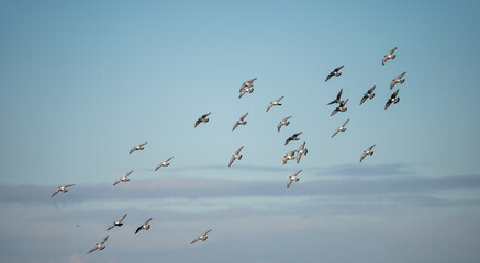 pigeons in flight in front of a bright sky in winter time, hesse, germany
