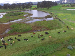 Vacas pastando