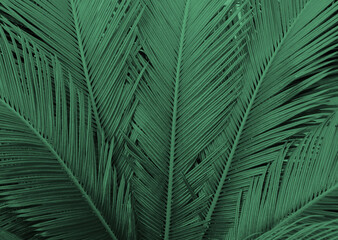 Naklejka na ściany i meble Palm leaves texture close up. Tropical background