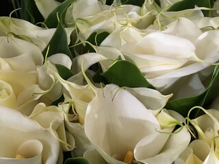 White calla lilies flowerscape 