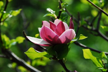 Obraz premium Nice magnolia tree flowers at spring sunny day, nature awakening