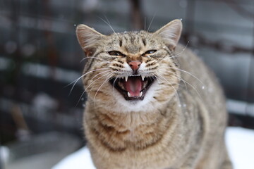 cat playing in the snow outside
