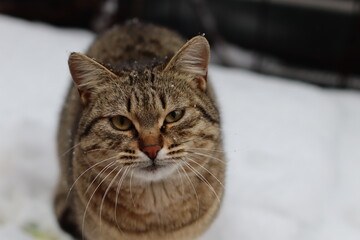 cat playing in the snow outside
