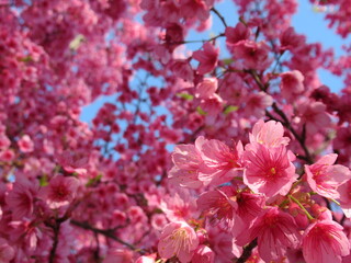 Gorgeous pink cherry blossoms in Jerusalem