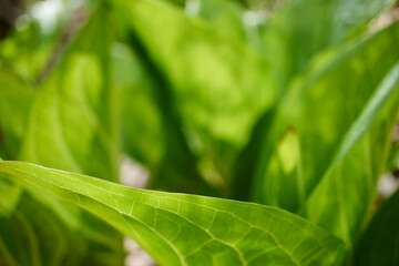 Leaves of skunk cabbage, Symplocarpus foetidus, in a New Jersey forest