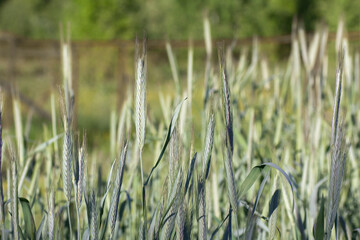 A field of green rye, wheat with ears of corn close-up on a sunny day