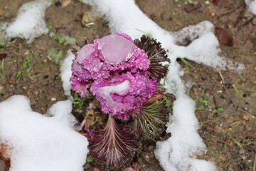 flowers on snow