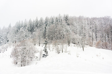 Winter Carpathian mountains a lot of snow and dust. Snowy  winter. Ukraine, Blyznytsia
