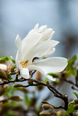 Fototapeta na wymiar Nice magnolia tree flowers at spring sunny day, nature awakening