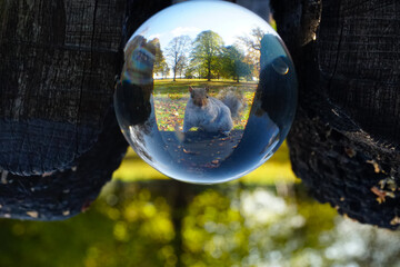 Squirrel inside a crystal ball.