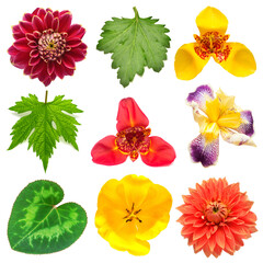 Flowers head collection of beautiful tigridia, tulip, dahlia, chrysanthemum, iris and various leaves isolated on white background. Card. Easter. Spring time set. Flat lay, top view