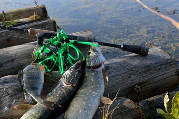 
Summer fishing, pike fishing, spinning on the lake 