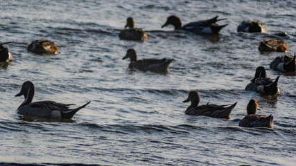 A wild duck swimming in the sea