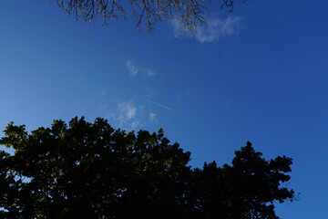 Clear blue sky with silhouette trees.