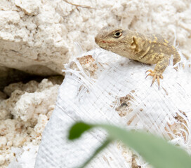 Lagartija sobre yeso