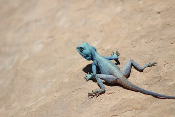 Naklejka na ściany i meble blue lizard on the rock
