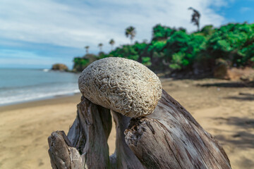 coral against the tropical coast in the Dominican Republic