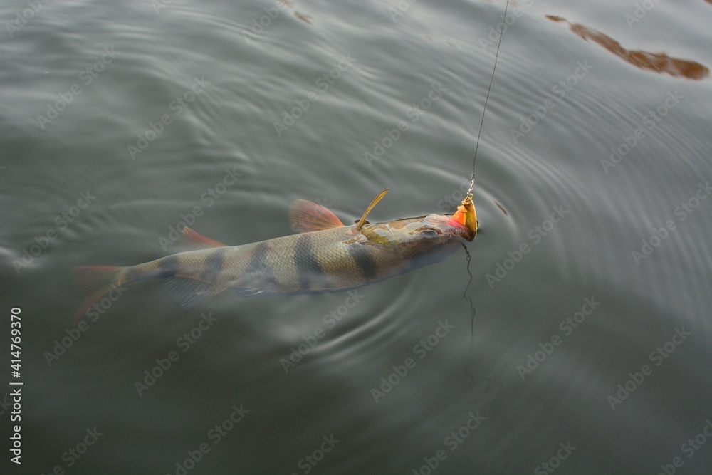 Wall mural summer fishing, perch fishing spinning reel on the lake