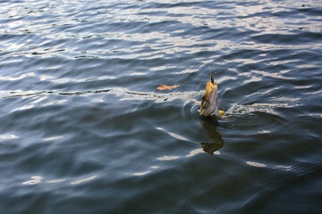 
Summer fishing, pike fishing, spinning on the lake 