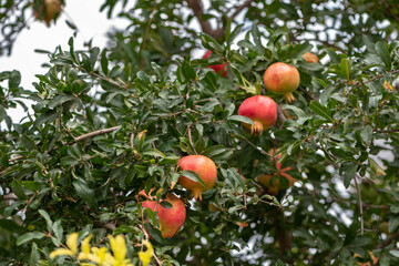 Red pomegranates hang down on the tree. The background photo with garnets on green branches.	
