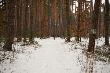 leśna zimowa ścieżka © Marcin Łazarczyk