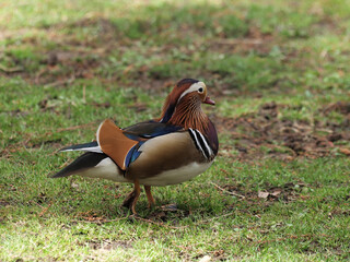 (Aix galericulata)  Männlicher Mandarinente Kopf sehr auffällig bunt