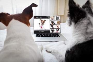 hond met een online vergadering videoconferentie