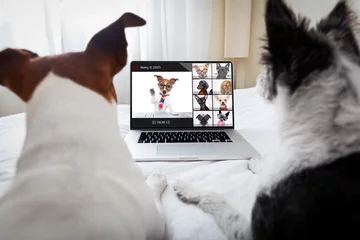 Tuinposter Grappige hond hond met een online vergadering videoconferentie
