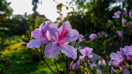 Flowers in bloom in early spring