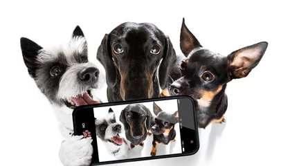 Poster Grappige hond groep honden die selfie maken met smartphone