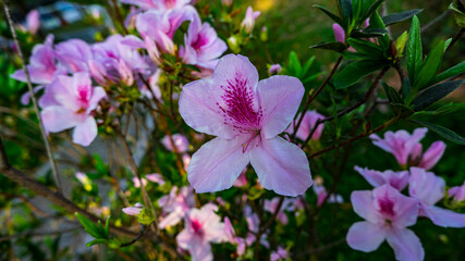 Flowers in bloom in early spring