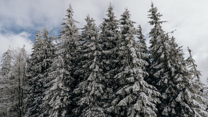 snow covered trees