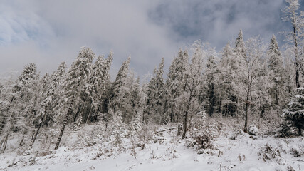 snow covered trees in the forest